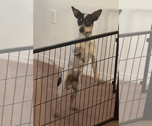 Chihuahua Dogs for adoption in Peralta, NM, USA