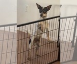 Small Chihuahua
