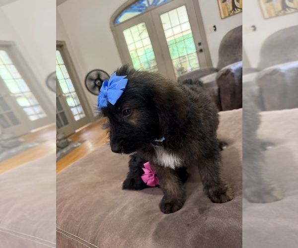 Medium Photo #15 Saint Berdoodle Puppy For Sale in DINWIDDIE, VA, USA