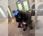 Small Photo #15 Saint Berdoodle Puppy For Sale in DINWIDDIE, VA, USA