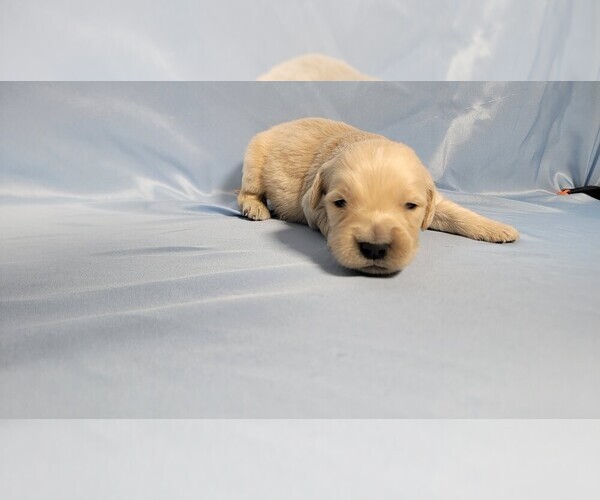 Medium Photo #2 Golden Retriever Puppy For Sale in BLACK FOREST, CO, USA