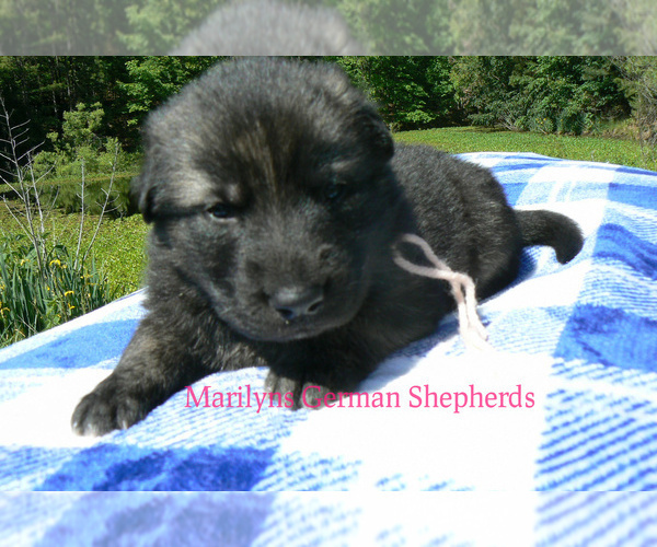 Medium Photo #5 German Shepherd Dog Puppy For Sale in PIEDMONT, MO, USA