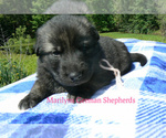 Small #4 German Shepherd Dog
