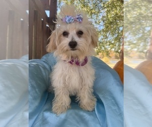 Maltipoo Puppy for sale in LANCASTER, MO, USA