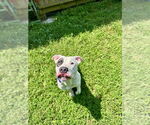 Small #4 American Pit Bull Terrier