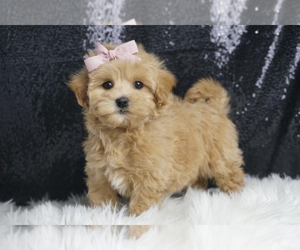 Medium Photo #1 Maltipoo Puppy For Sale in WARSAW, IN, USA
