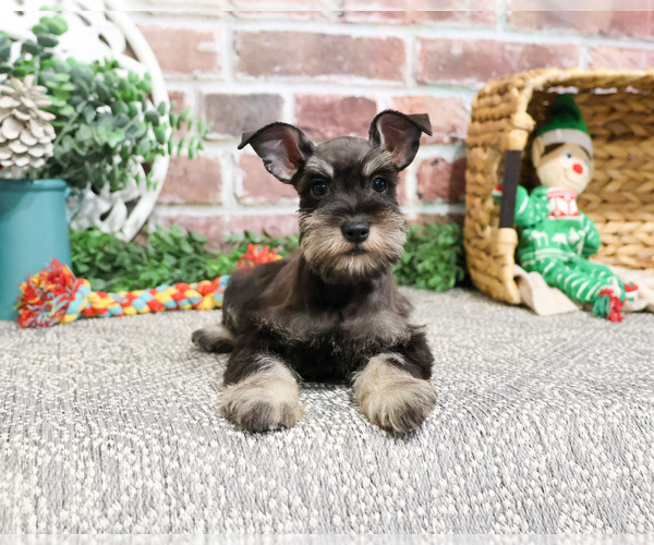 Medium Photo #3 Schnauzer (Miniature) Puppy For Sale in SYRACUSE, IN, USA