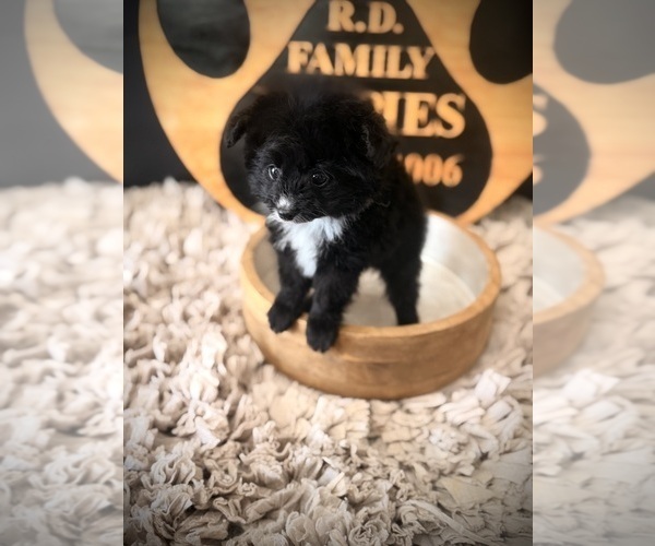 Medium Photo #3 Pomapoo (Toy) Puppy For Sale in CROSSVILLE, TN, USA