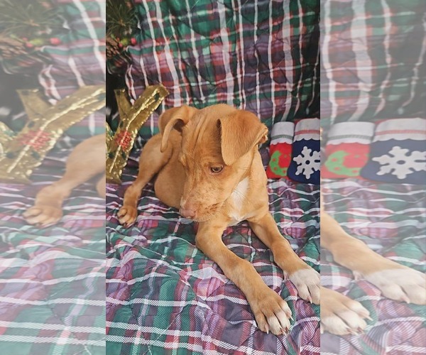 Medium Photo #2 Dachshund-Vizsla Mix Puppy For Sale in Wakefield, RI, USA