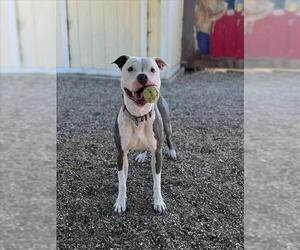 Medium American Pit Bull Terrier