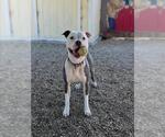 Small American Pit Bull Terrier
