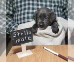 Small Photo #1 Labrador Retriever Puppy For Sale in PIEDMONT, SD, USA