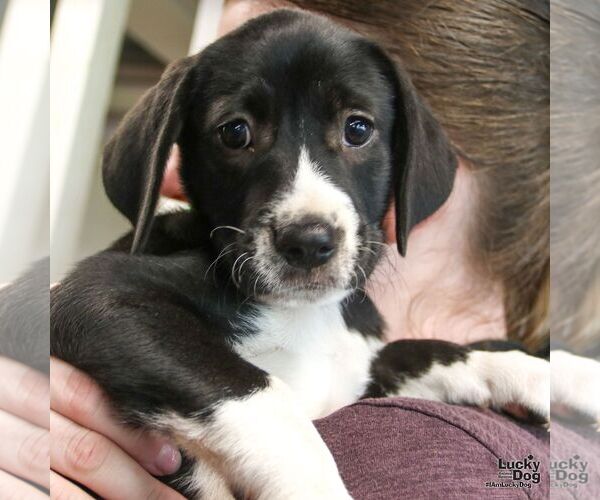 Medium Photo #1 Labrador Retriever-Unknown Mix Puppy For Sale in Washington, DC, USA