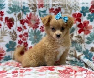 Chihuahua Puppy for sale in LAKELAND, FL, USA