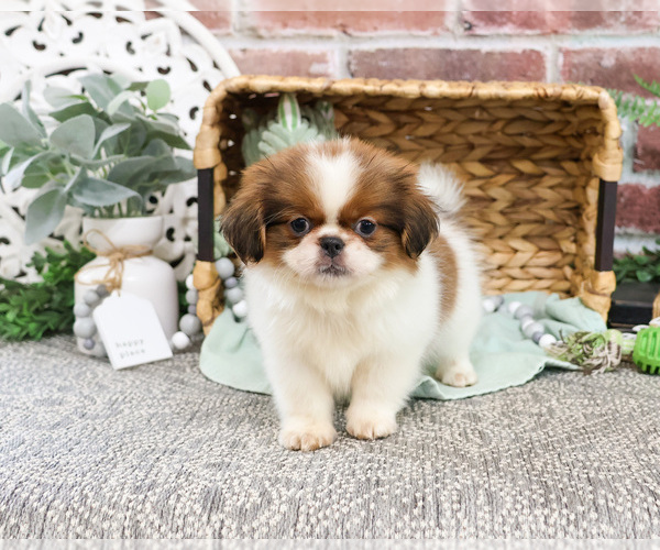 Medium Photo #3 Shih Tzu Puppy For Sale in SYRACUSE, IN, USA