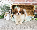 Small #2 Shih Tzu