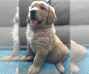 Golden Retriever Puppy for sale in SANTA ANA, CA, USA