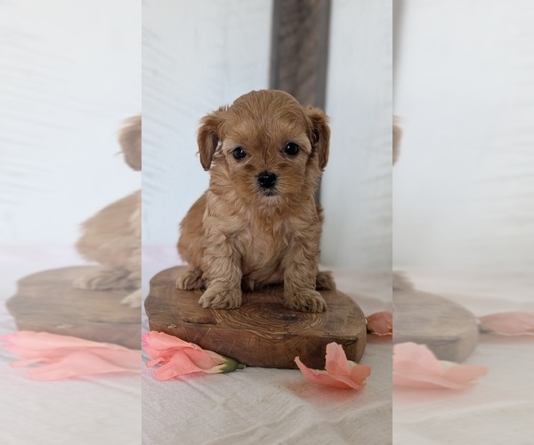 Medium Photo #64 Cavapoo (Miniature) Puppy For Sale in GOSHEN, IN, USA