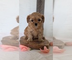 Small Photo #64 Cavapoo (Miniature) Puppy For Sale in GOSHEN, IN, USA