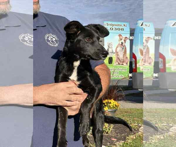 Medium Photo #2 Mutt Puppy For Sale in Bridgewater, NJ, USA