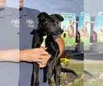 Small #1 Mutt