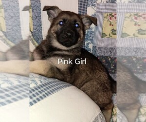 German Shepherd Dog Puppy for sale in FRENCH LICK, IN, USA