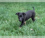 Small #3 Mutt