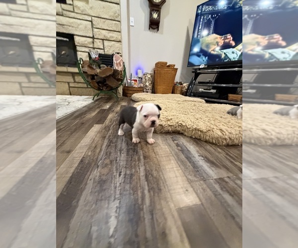 Medium Photo #13 Boston Terrier Puppy For Sale in FREDONIA, KS, USA