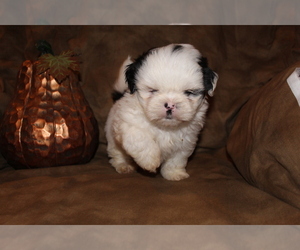 Shih Tzu Puppy for sale in SIERRA VISTA, AZ, USA