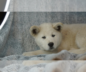 Akita Puppy for Sale in CLACKAMAS, Oregon USA