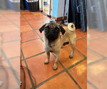 Small #4 Pug
