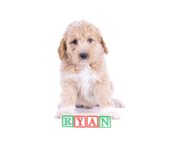 Medium Photo #1 Aussiedoodle Puppy For Sale in ELIZABETHVILLE, PA, USA