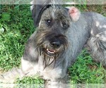 Cooper - Male Schnauzer (Giant) Puppy for Sale - Photo #10
