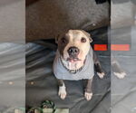 Small #1 Mutt