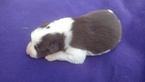 Small Photo #3 Border Collie Puppy For Sale in RANDOLPH, AL, USA