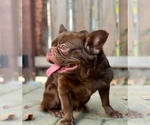 Small #4 French Bulldog