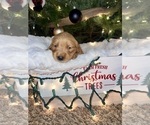 Small Photo #6 Golden Retriever Puppy For Sale in JACKSONVILLE, FL, USA