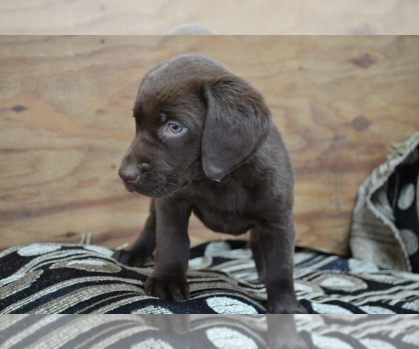 Medium Photo #2 Labrador Retriever Puppy For Sale in GREENWOOD, WI, USA