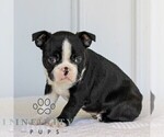 Small #7 Boston Terrier