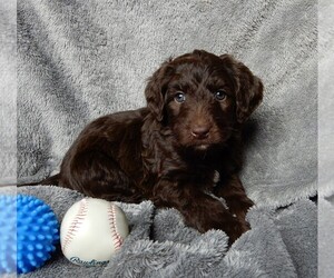 Labradoodle Puppy for sale in FREDERICKSBURG, OH, USA