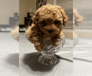 YorkiePoo Puppy for sale in RIPLEY, MS, USA