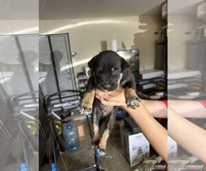 - Mix Dogs for adoption in The Woodlands, TX, USA