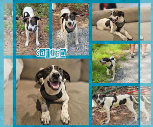 Pointer Dogs for adoption in Blacksburg, SC, USA
