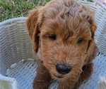 Small #3 Doodle-Goldendoodle Mix