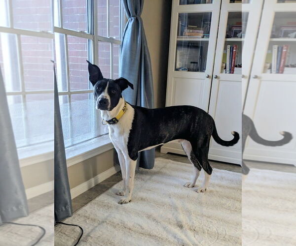 Medium Photo #1 Great Dane-Labrador Retriever Mix Puppy For Sale in Missouri City, TX, USA