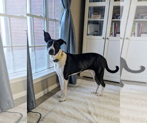 Great Dane-Labrador Retriever Mix Dogs for adoption in Missouri City, TX, USA