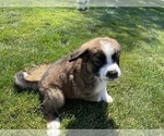 Small Photo #13 Bernese Mountain Dog-Saint Bernard Mix Puppy For Sale in NAMPA, ID, USA