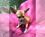 Small #3 Chihuahua Mix