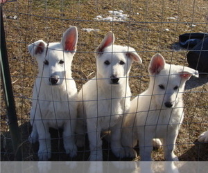 German Shepherd Dog Puppy for sale in SHAWANO, WI, USA