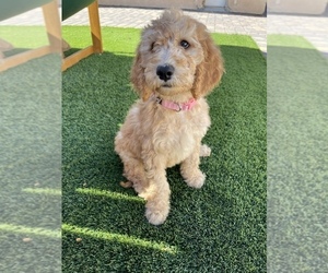Doodle-Golden Irish Mix Puppy for sale in LAS VEGAS, NV, USA